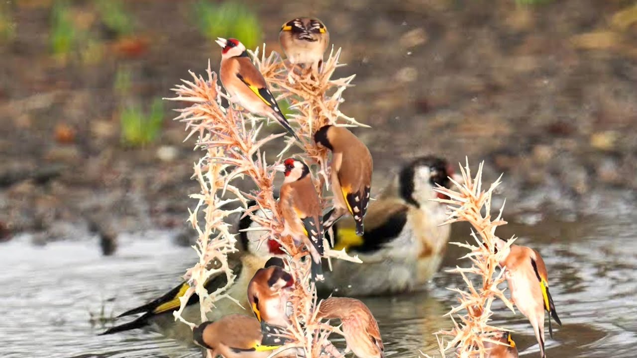 بتبتة الحسون تحفيز الحسون على التغريد والهيجان علاج صمت الحسون goldfinch stimulation #birds 