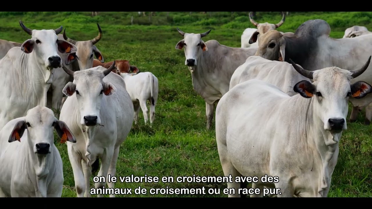 Le Zébu Brahmane en Amazonie française