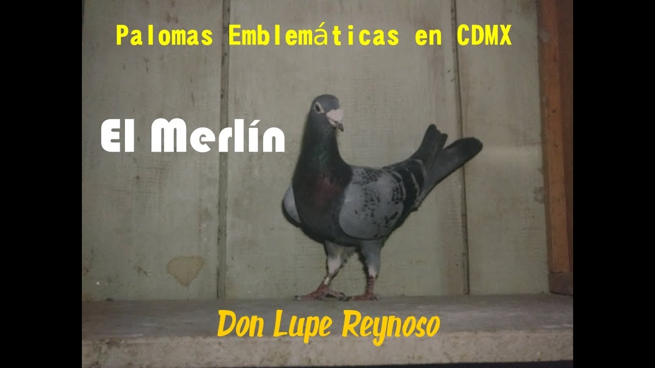 Lupe Reynoso Palomas Emblemáticas El Merlín y El Record