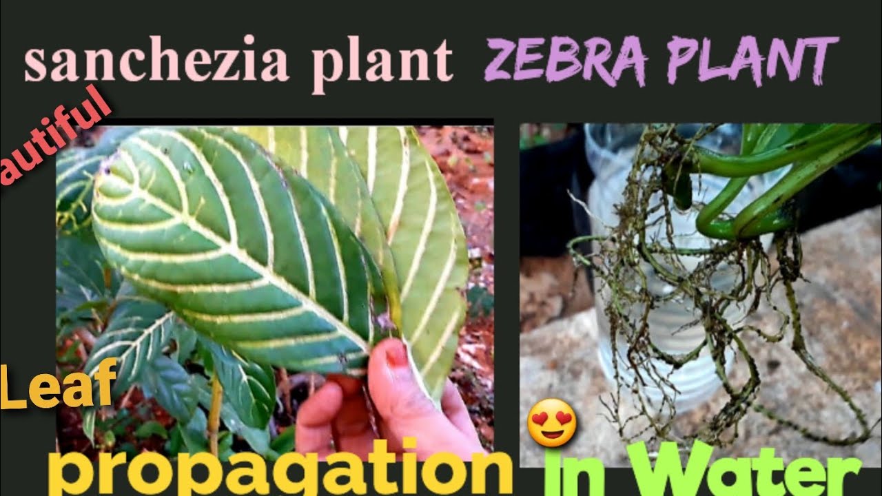 Propagation of SANCHEZIA plant in Water /Zebra plant/Aphelandra Squarrosa @Laila Rahman's Gardening