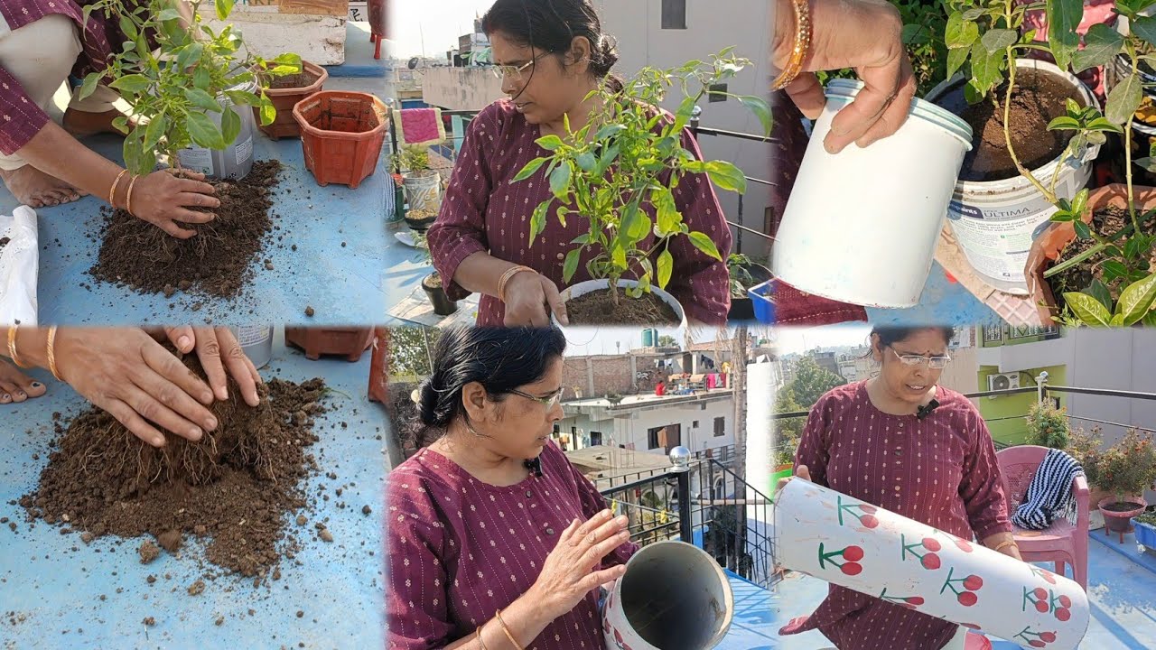 (मिर्ची के पौधे की ट्रांसप्लांट करना जरूरी हो गया है)♥️#explorepage #viralvlogs #trending #chilli 