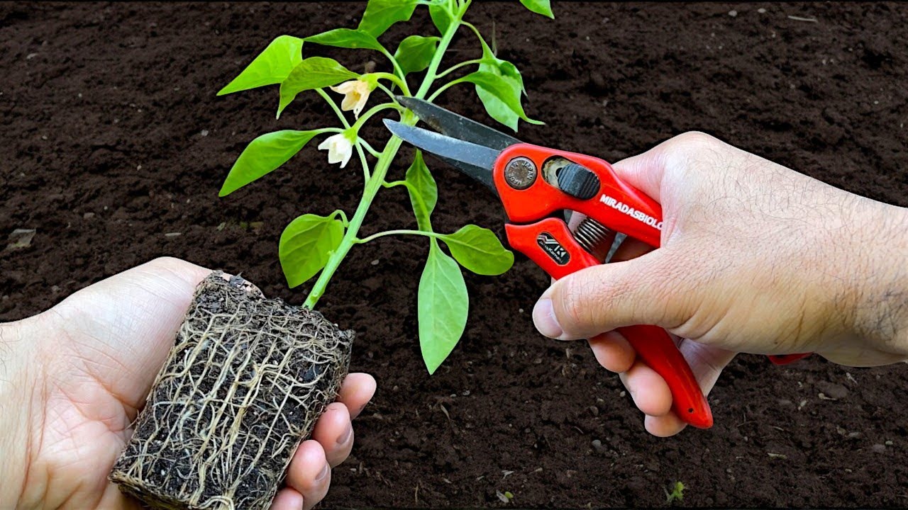 🌶️Как посадить и пересадить перец. Оплодотворение. Увеличение производства