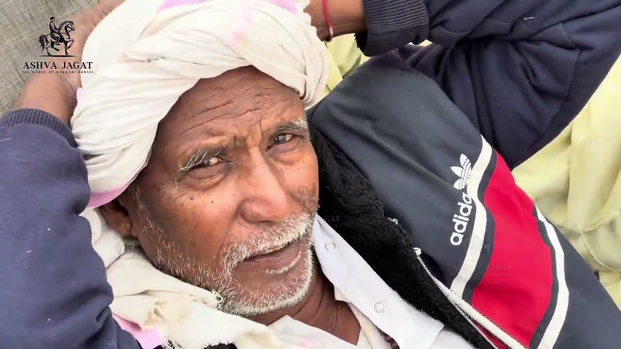 सुबह के समय पुष्कर मेले का नजारा व घोड़ों की आवाजाही  #pushkarfair2025 #pushkarfair #marwarihorse 