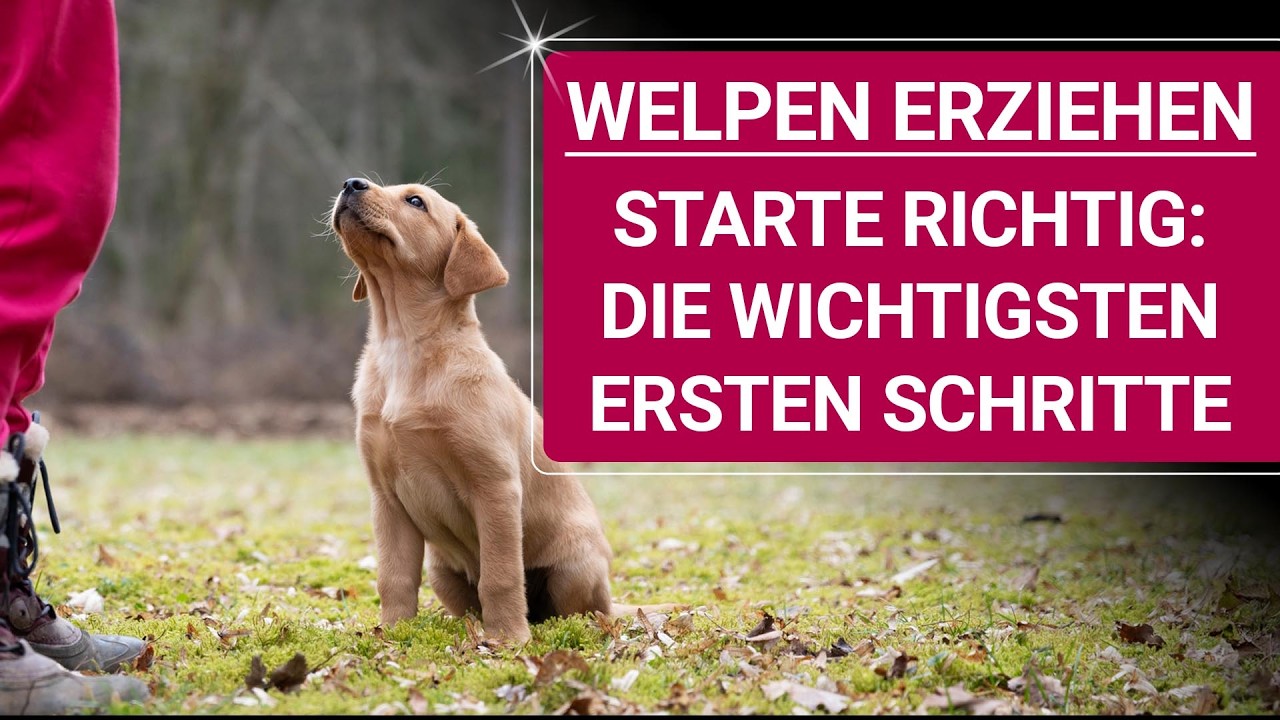 💥🐶 Welpen erziehen 👉 Die wichtigsten & sinnvollen ersten Schritte 🐶💥✔️