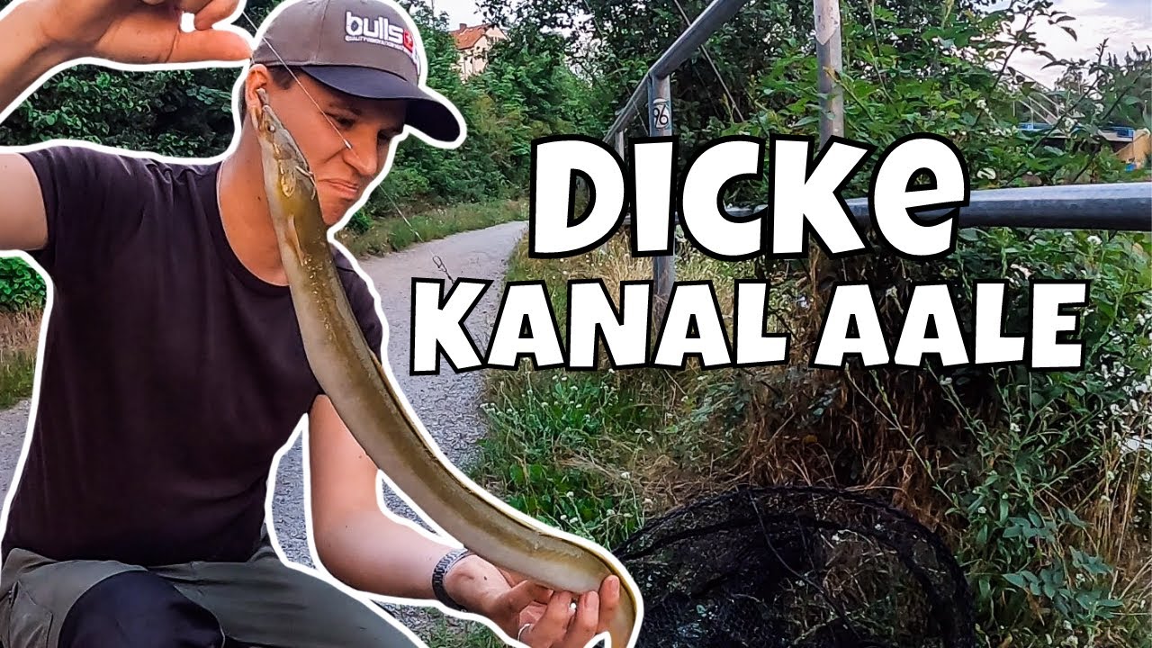 KRASSE AAL Nacht❗| Ansitz Angeln am Mittellandkanal | Aal auf Drop Shot mit Wurm