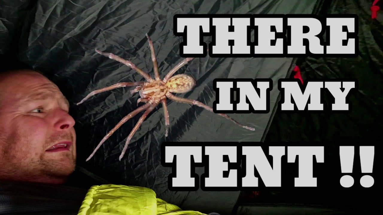 UNINTENTIONALLY tent camped on a spiders NEST !!