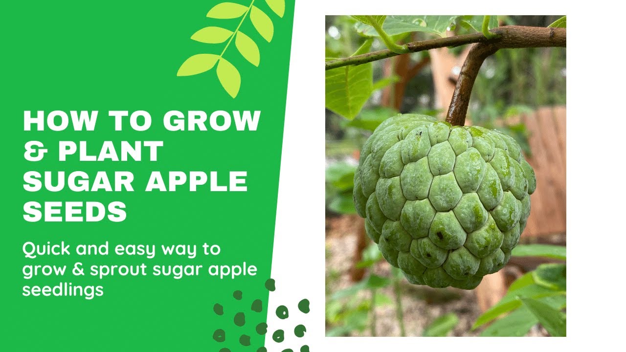 How To Grow Sugar Apple (Sweetsop) From Seed