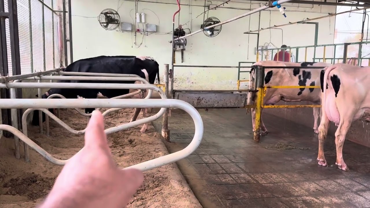 11 August 2025 full video shed and feed