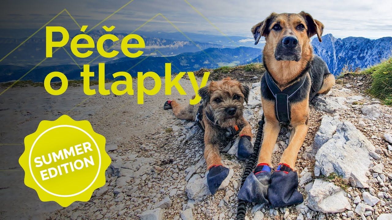 Jak pečovat o psí tlapky | summer edition