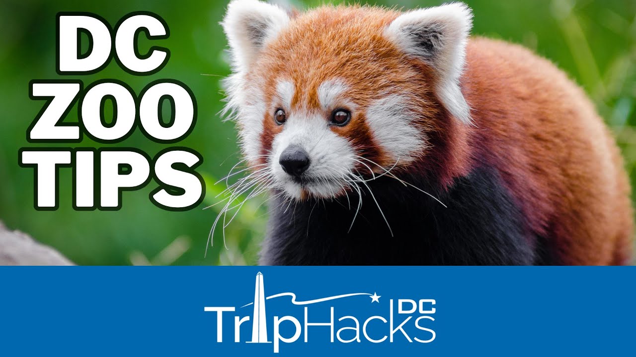 Tips for Visiting the National Zoo (Washington DC)