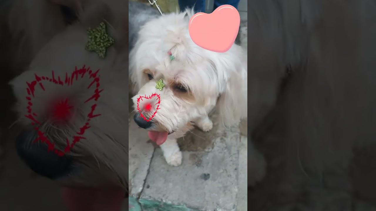 Hoje o dia foi da Bella 🐶 veja o resultado final 🐶😍💕💃