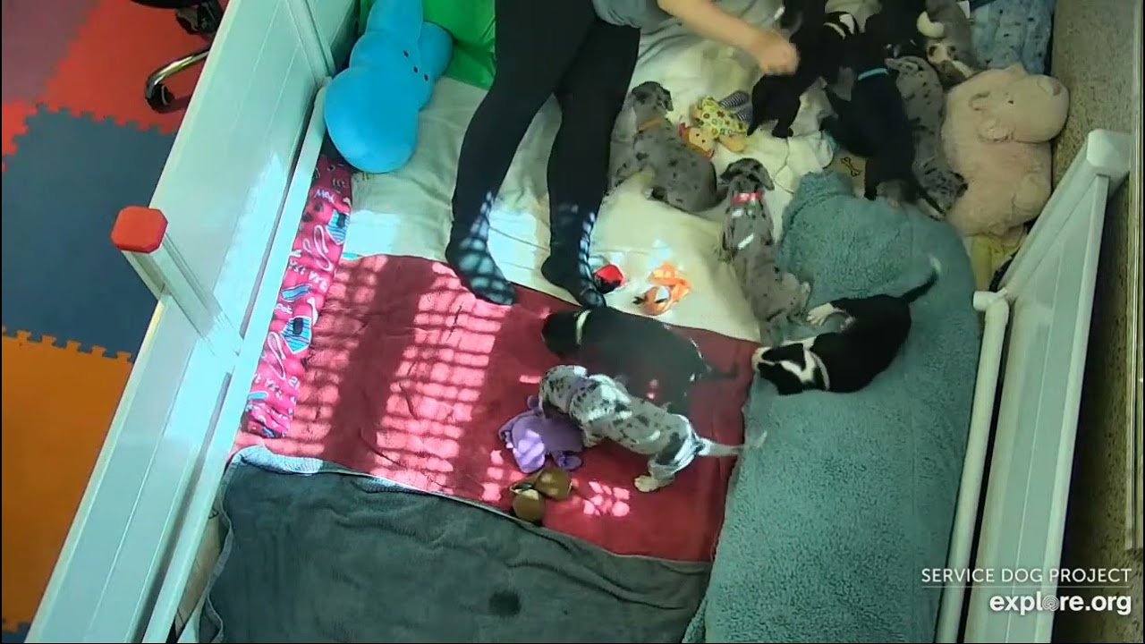 Ice Capri's Poppins    am scenes to noon TracyO n SarahW 572023 explore.org