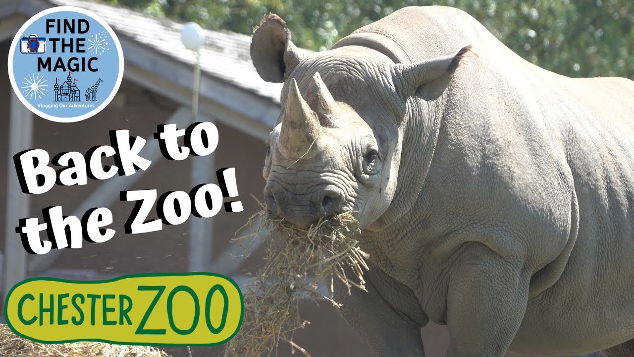 Chester Zoo Tour 2020 | Post Lockdown Visit | Baby Animals and Social Distancing