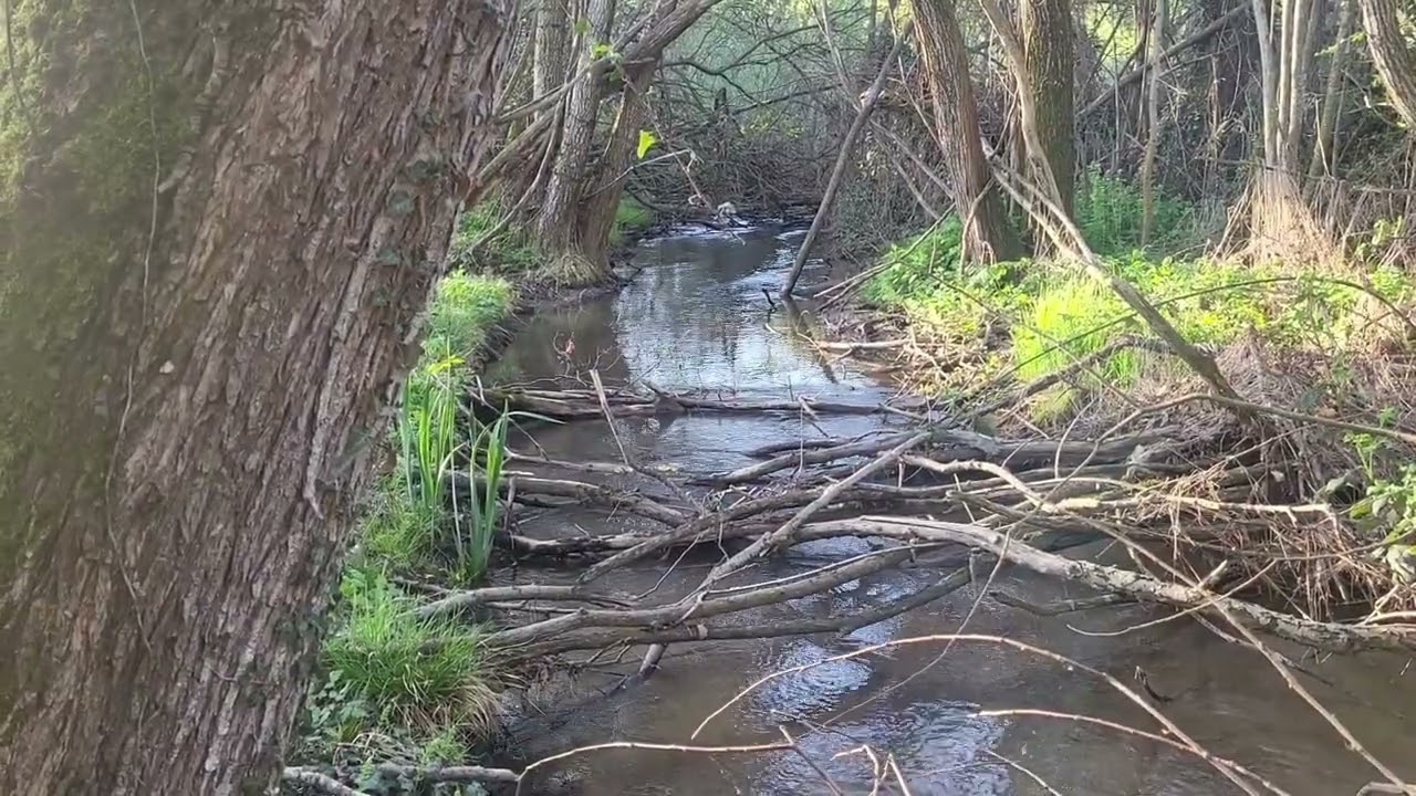 Αηδόνια συνομιλούν στο ρέμα Μικρολίμνης - Νightingales chat in Mikrolimni's stream