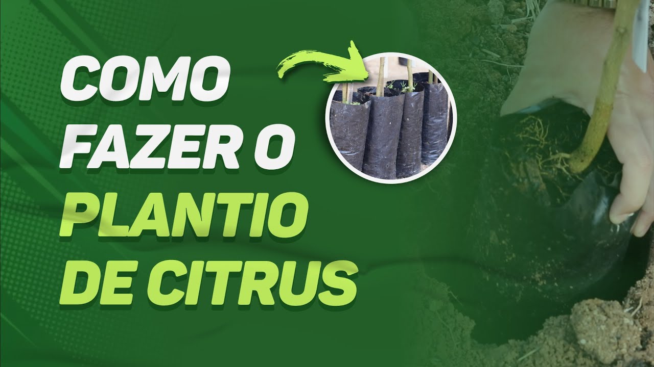 Como FAZER o PLANTIO de CITRUS