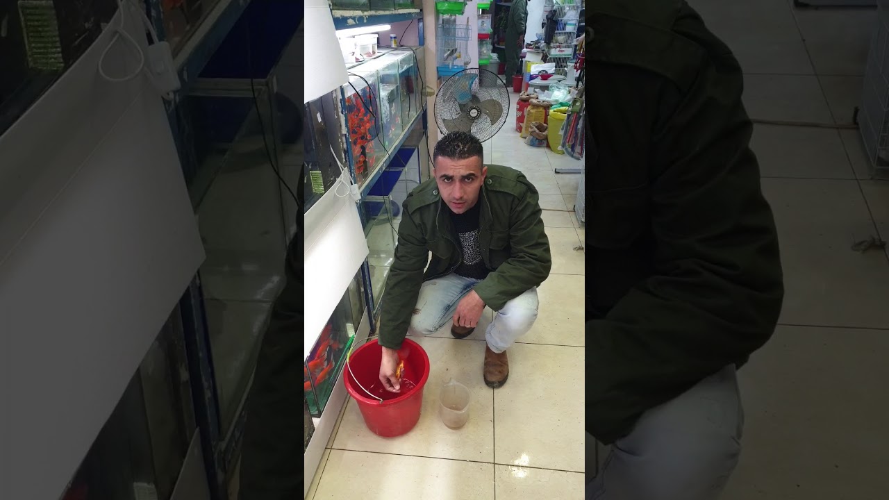 تفريخ الأسماك الكوي مع عبدالله ابو رميله تصوير محمود البغدادي