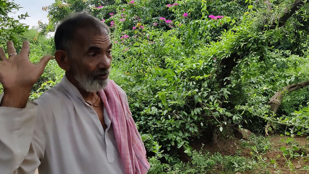 गहवर वन परिक्रमा, बरसाना धाम |