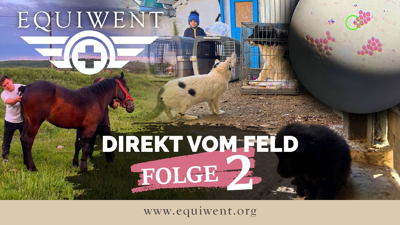 Equiwent - Direkt vom Feld #2 - Die letzten 2 Wochen