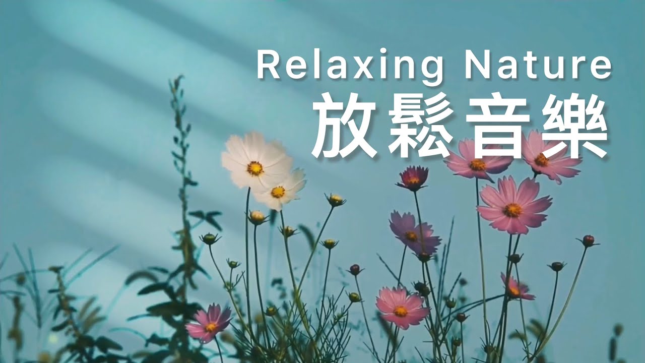 放鬆音樂Relaxing Music | 光影中，粉色小花輕盈綻放，舒心解壓的輕音樂｜#輕音樂 #早晨音樂 #放鬆 #冥想 #睡眠 #softmusic