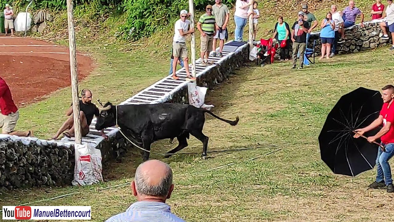 TOURADA nas CALES 2024 * DIA da FREGUESIA dos ALTARES * ilha Terceira Açores