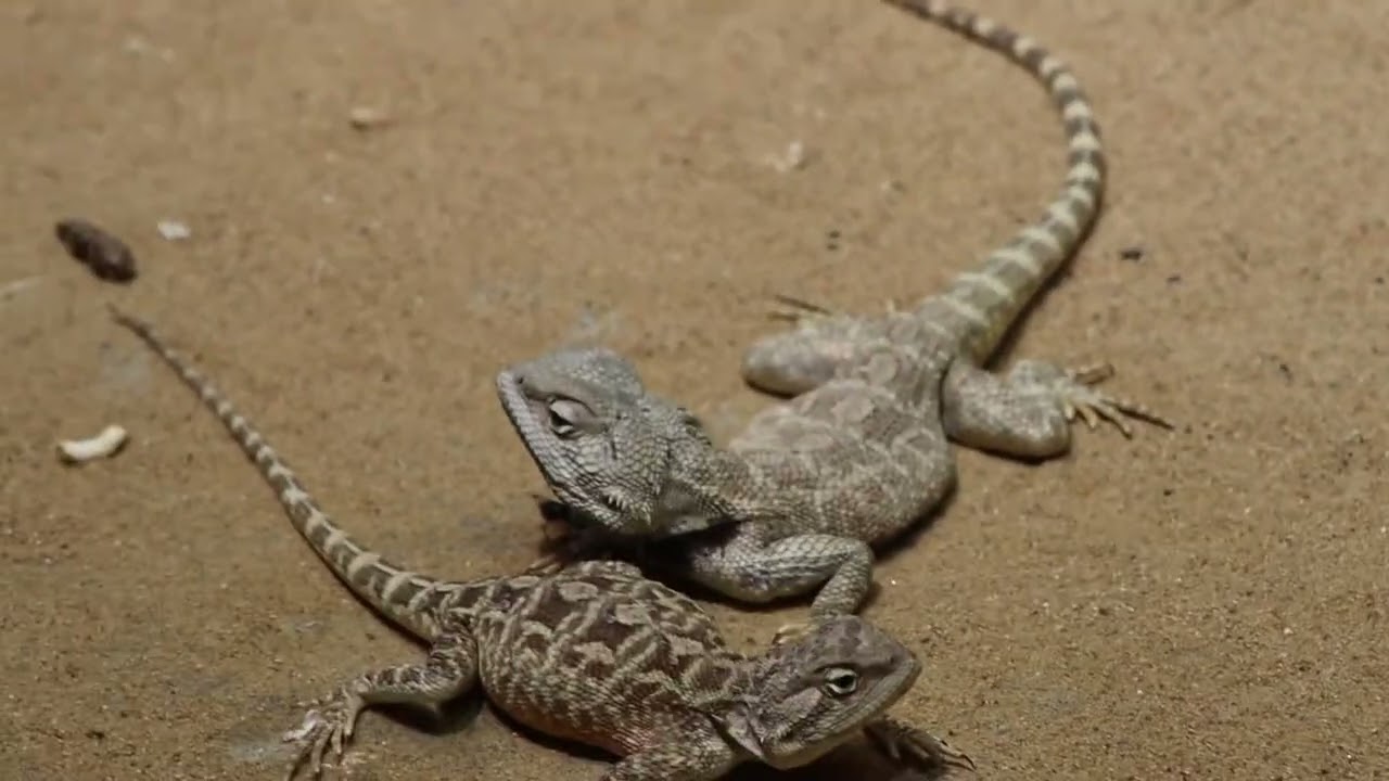 Lizard 