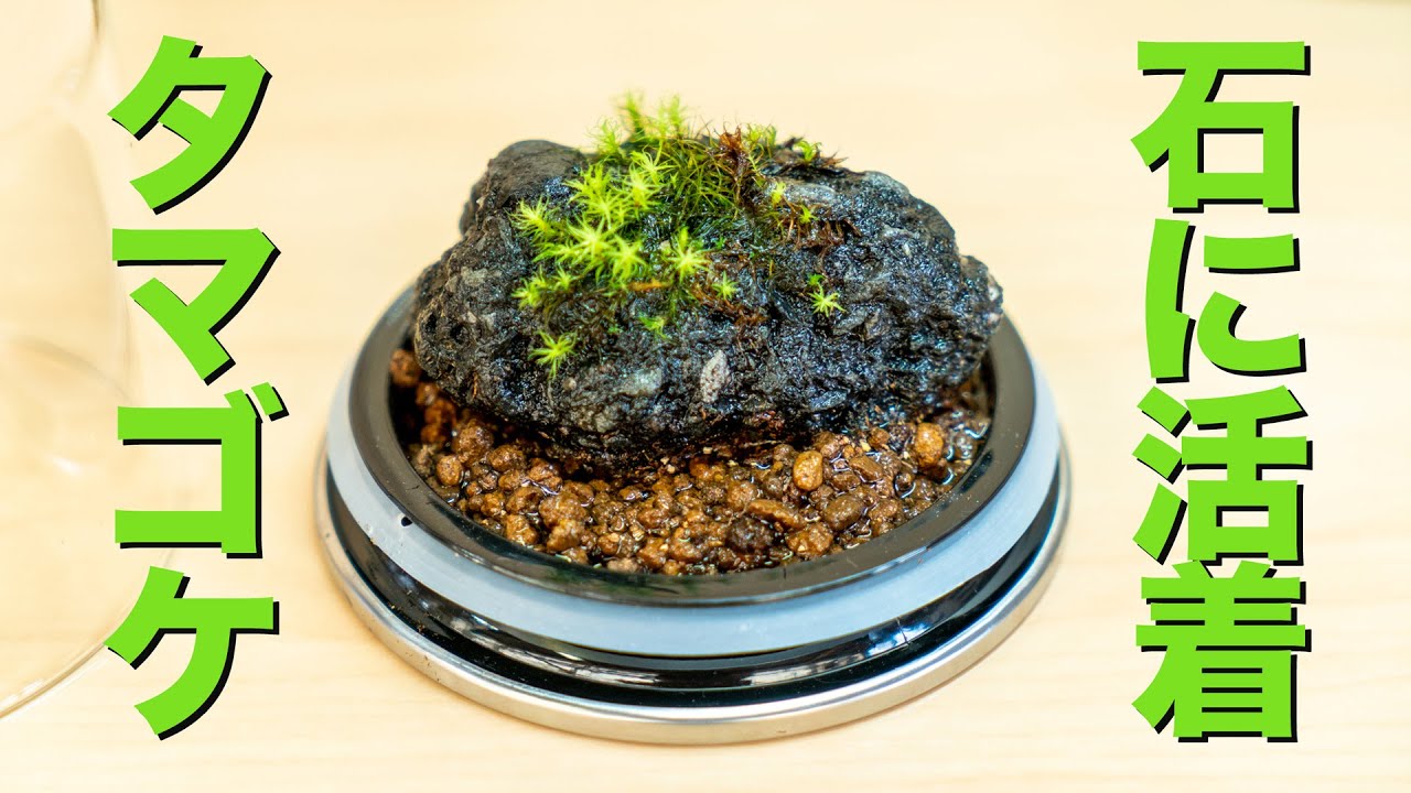 【苔テラリウム】タマゴケを石に着生させる【中級編】