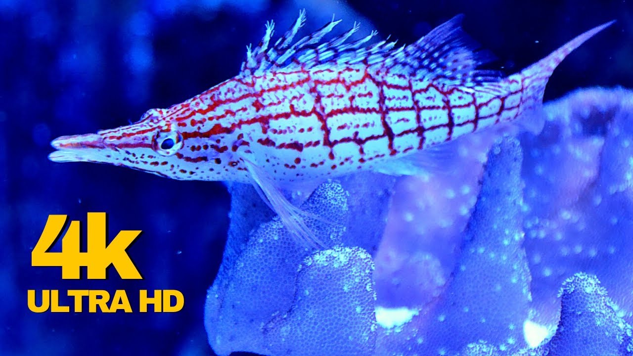 4K Beautiful Underwater Wonders of the Red Sea| Relaxing Music|The Beauty Of Ocean|Colorful Sea Life