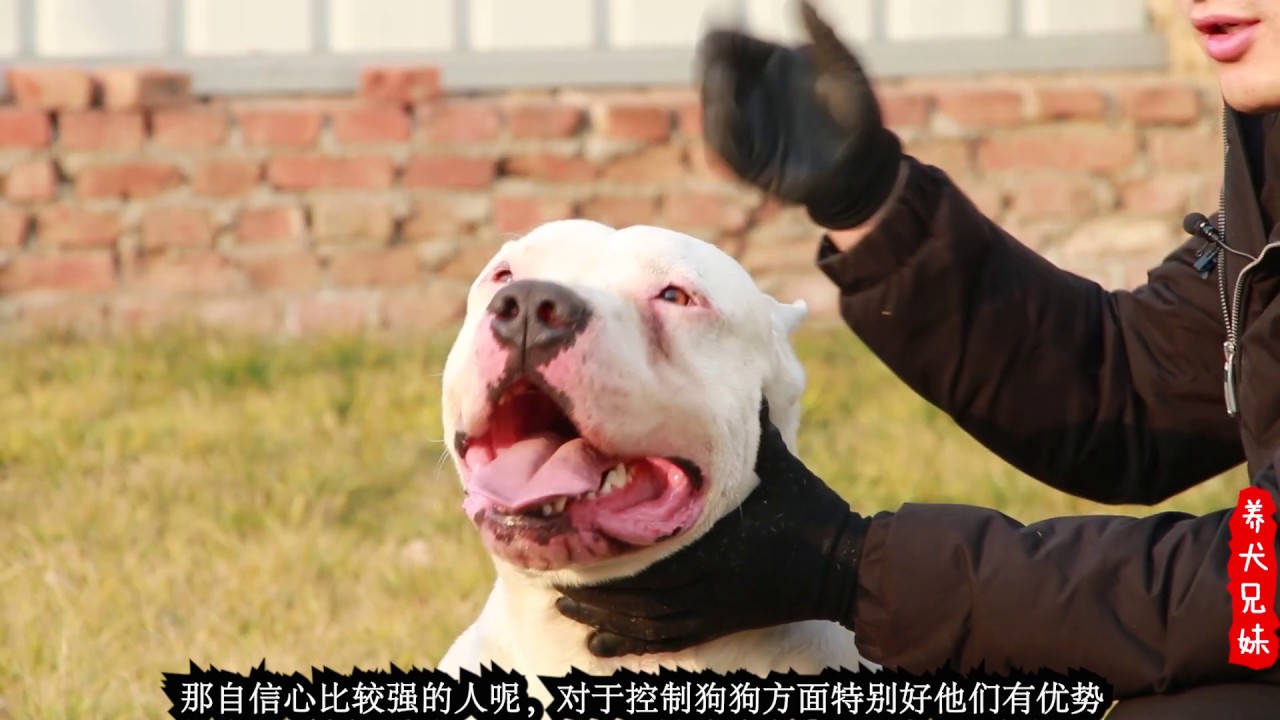 太恐怖，如果这种恶犬护食，后果将不堪设想！Too scary, if this kind of evil dog cares for food,  will be unimaginable!