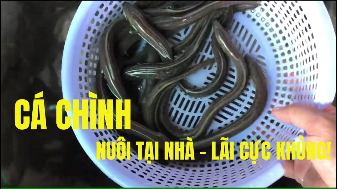 Làm Giàu Từ Mô Hình Nuôi Cá Chình Trong Bể Xi Măng Tại Nhà | Bí Quyết Thành Công!