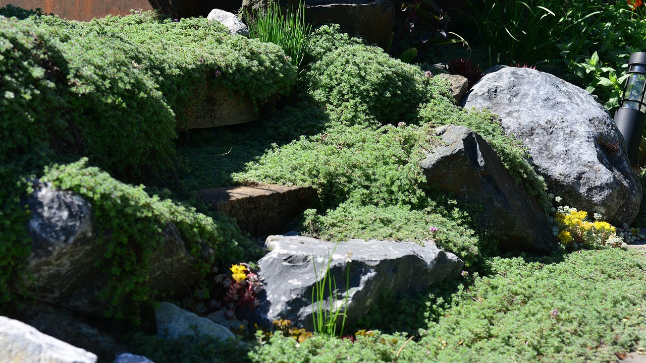 Wooly Thyme (Thymus pseudolanuginosus)