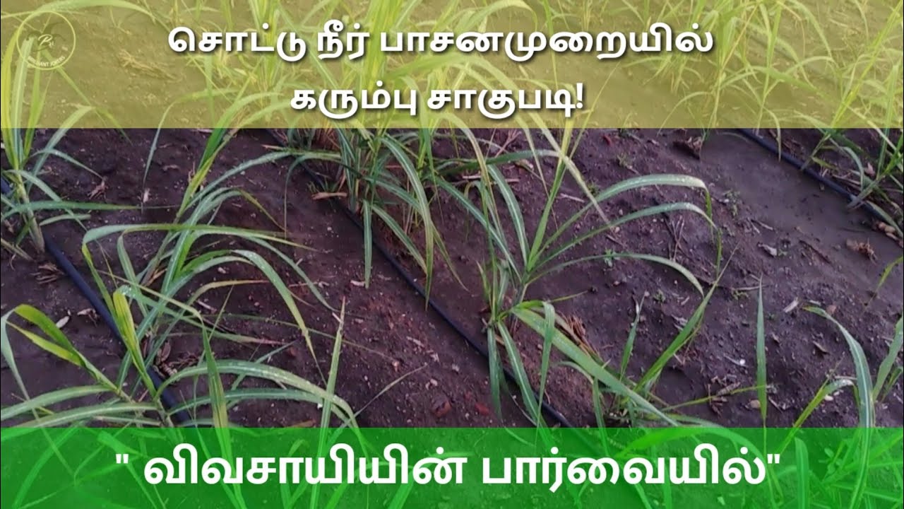 சொட்டு நீர் பாசனமுறையில் கரும்பு சாகுபடி | 3 அடி பார் vs 6 அடி பார்|