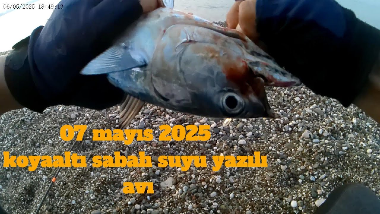 küçük sahte büyük balık konyaaltı lrf balık avı