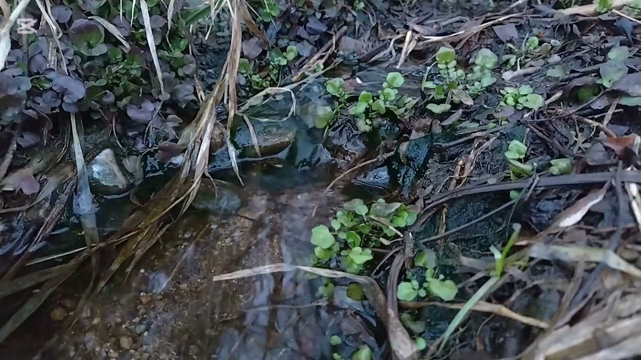 Spring Awakens in Silence | 春、静寂の目覚め（東根市）