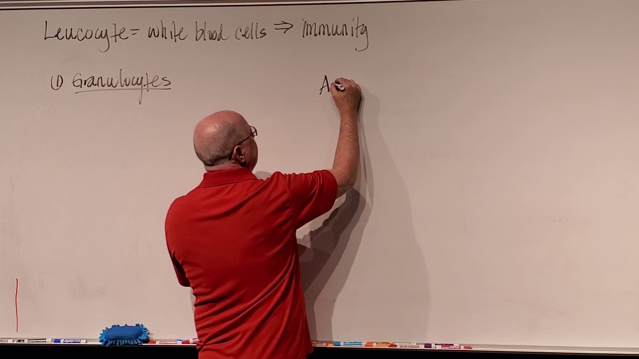 Professor Long - Blood Lecture 3, WBC's
