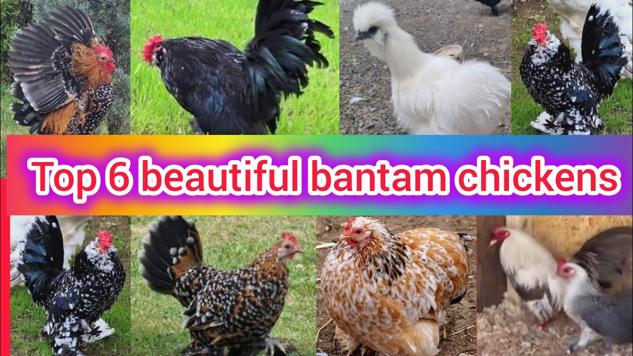 Top 6 most beautiful bantam chickens | Serama bantam chicken | japanese bantam chicken | game fowl
