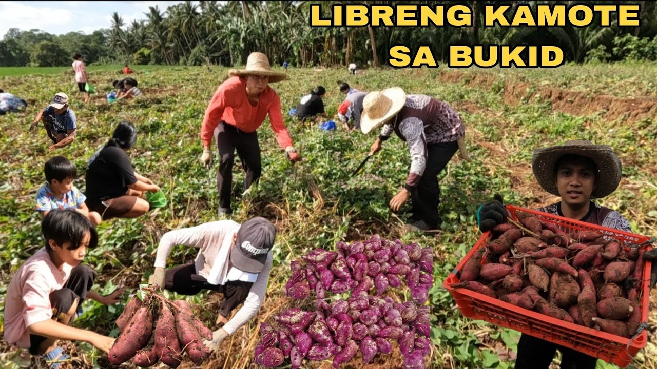 LIBRENG KAMOTE PINAGKAGULUHAN DINAGSA NG MGA TAO 
