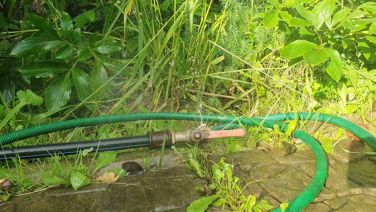 💧 Z węża wycieka woda? Sprawdź, co może być przyczyną!