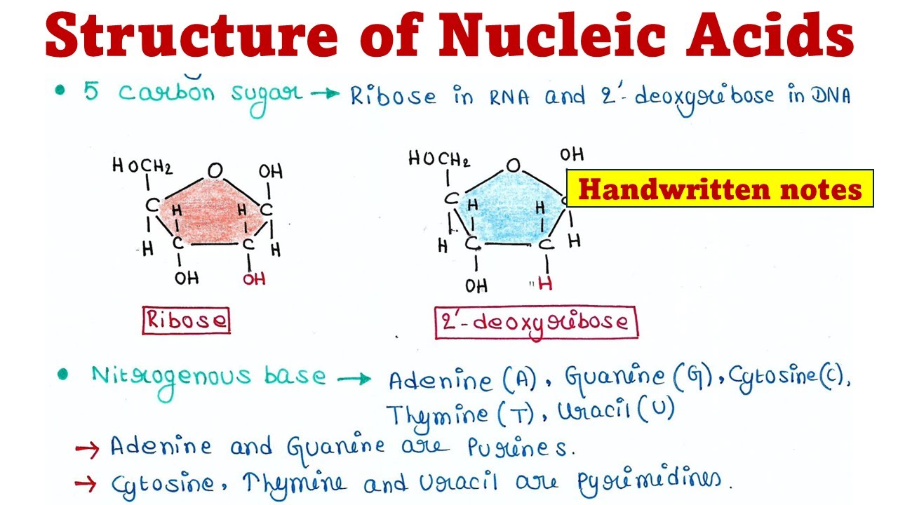 Structure of Nucleic acids | Nucleosides and Nucleotides
