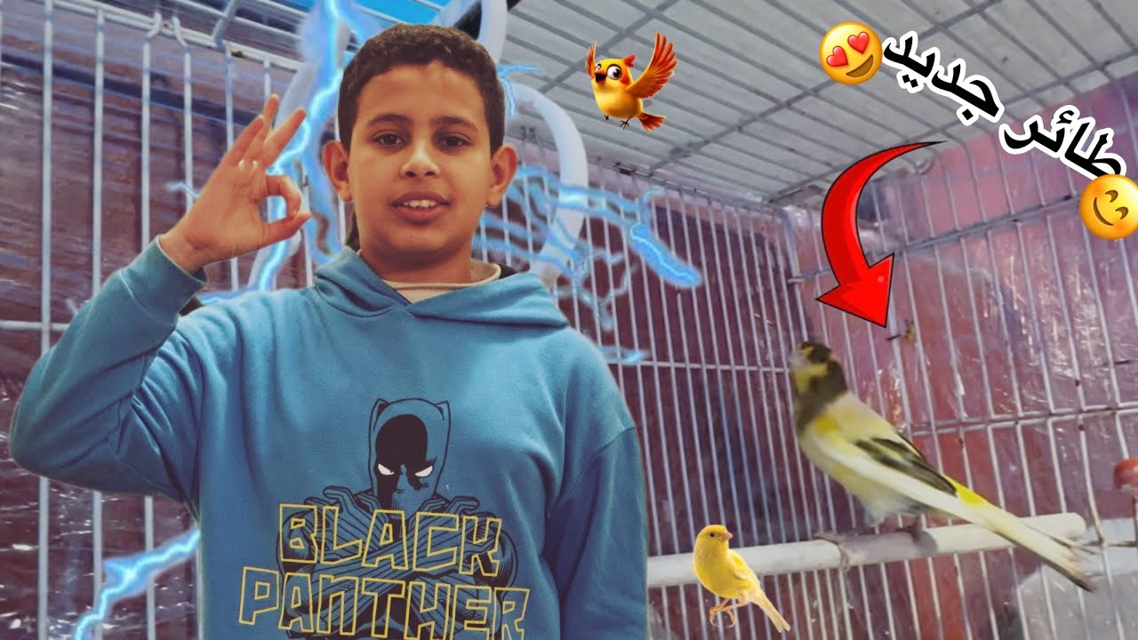 طائر جديد 🐦‍⬛توليعة في الفرخات بداية إنشاء المحمية 🦜