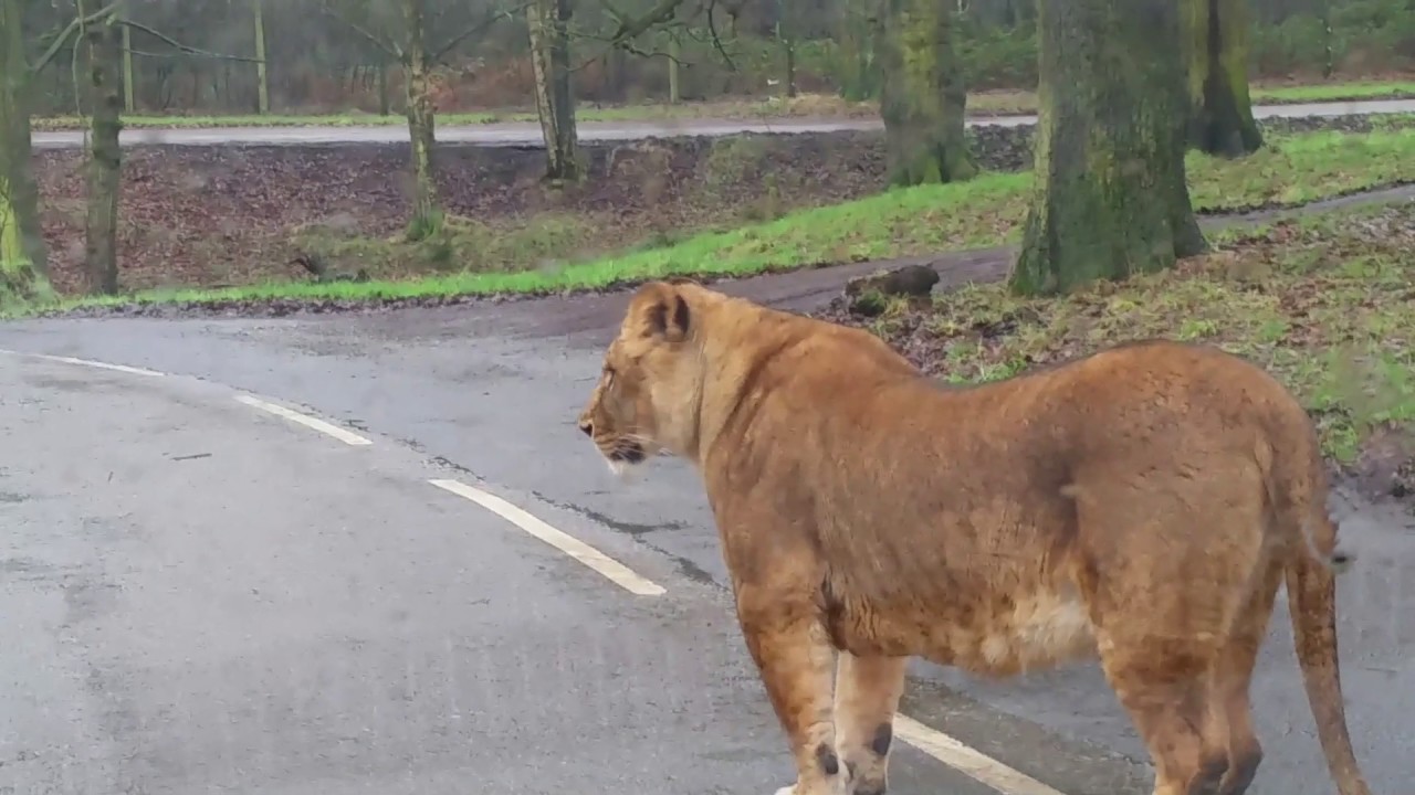 lion jumped on my car in safari park knowsley