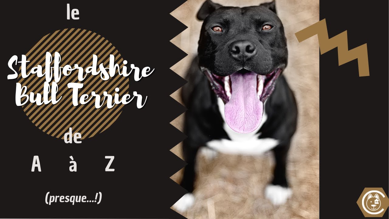Le STAFFORDSHIRE BULL TERRIER de A à Z ! (presque...)
