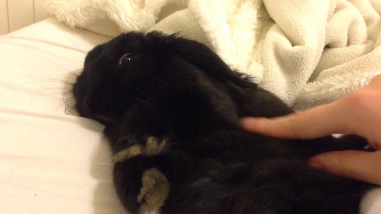 Mini lop bunny loves sleeping next to her human ♥