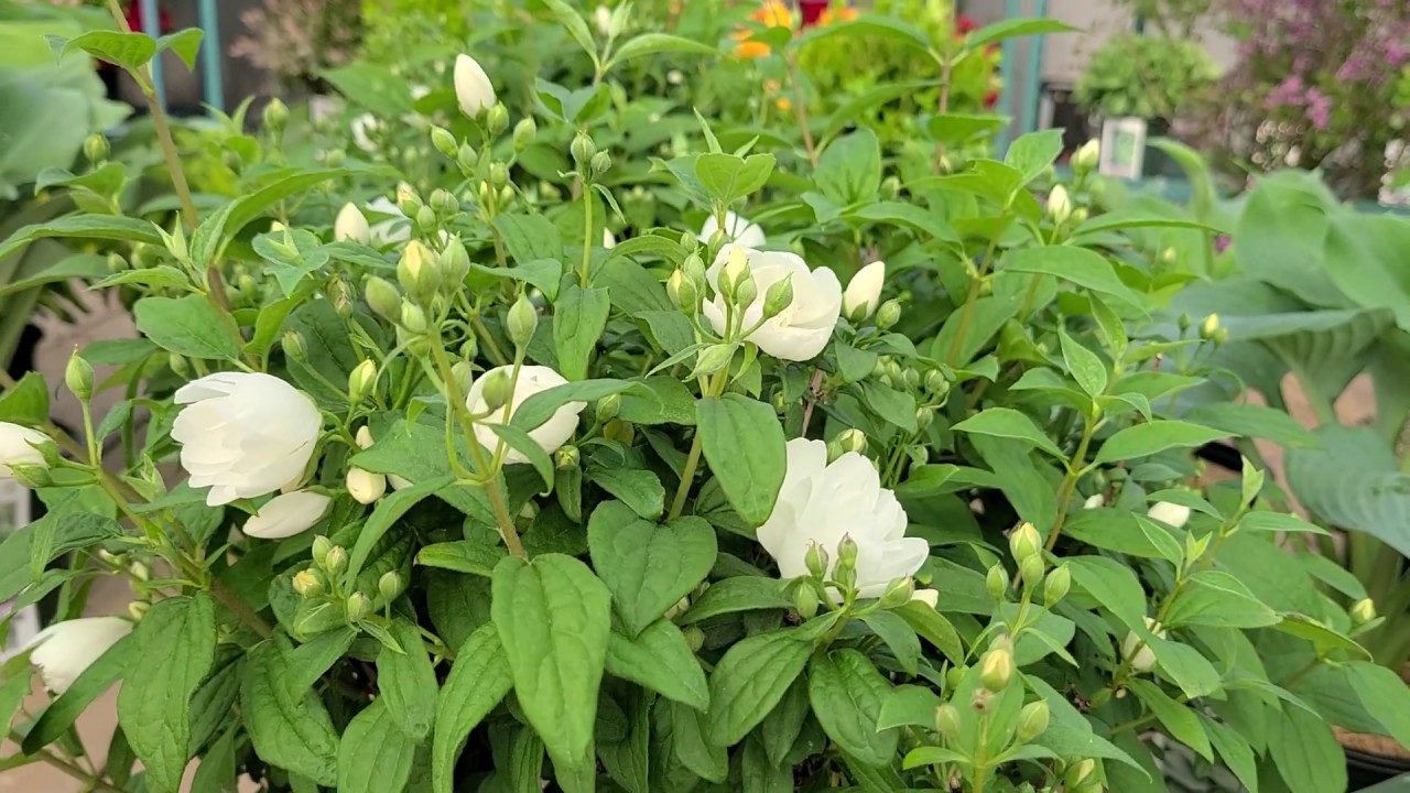 Philadelphus 'Snowbelle' (Mockorange) // BEAUTIFUL, Hardy, Easy⭐ to Grow, white flowering shrub