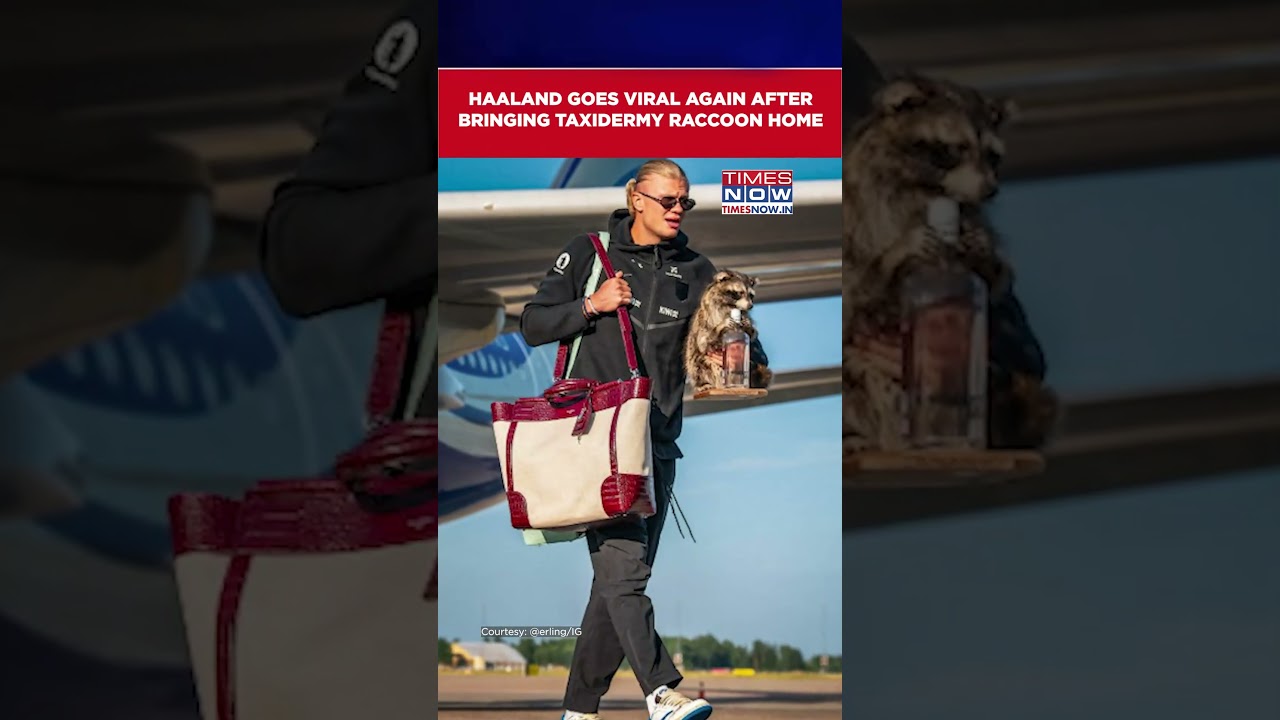 Erling Haaland's Taxidermy Raccoon Sparks Social Media Buzz After FIFA World Cup #shorts