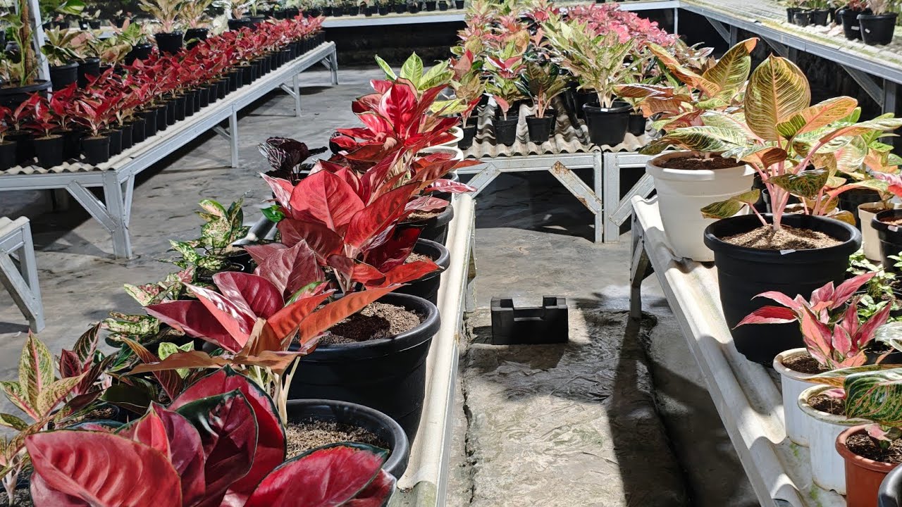 Tanaman Hias aglonema
