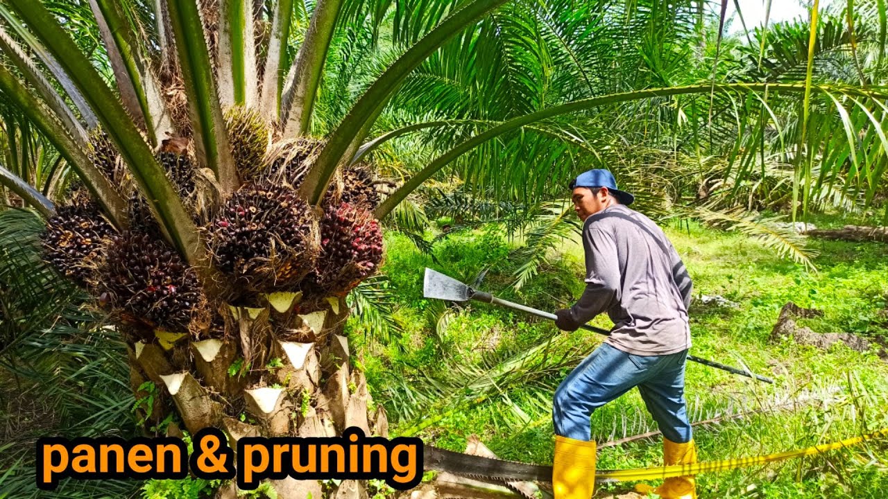 panen sawit buah nya super keliling yang masak || tahun tanam 2015