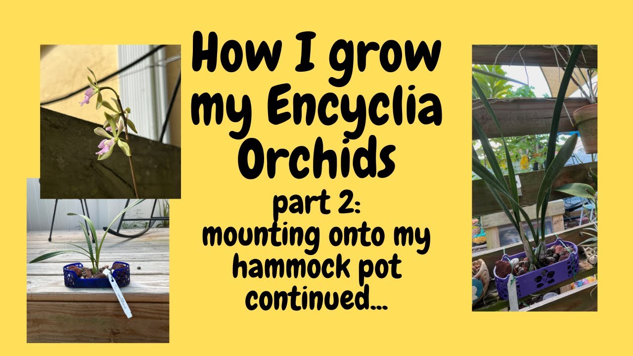 Encyclia Mounting Part 2