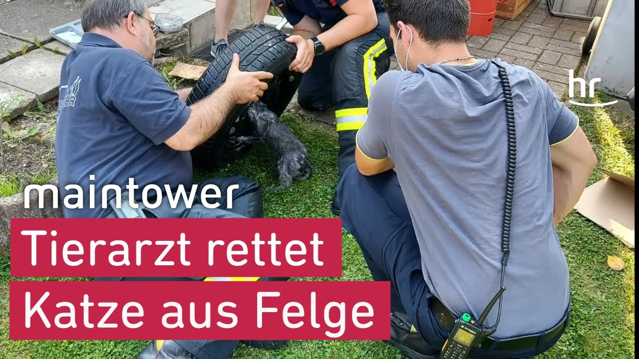 Rettung: Katze steckt in Stahlfelge fest | maintower