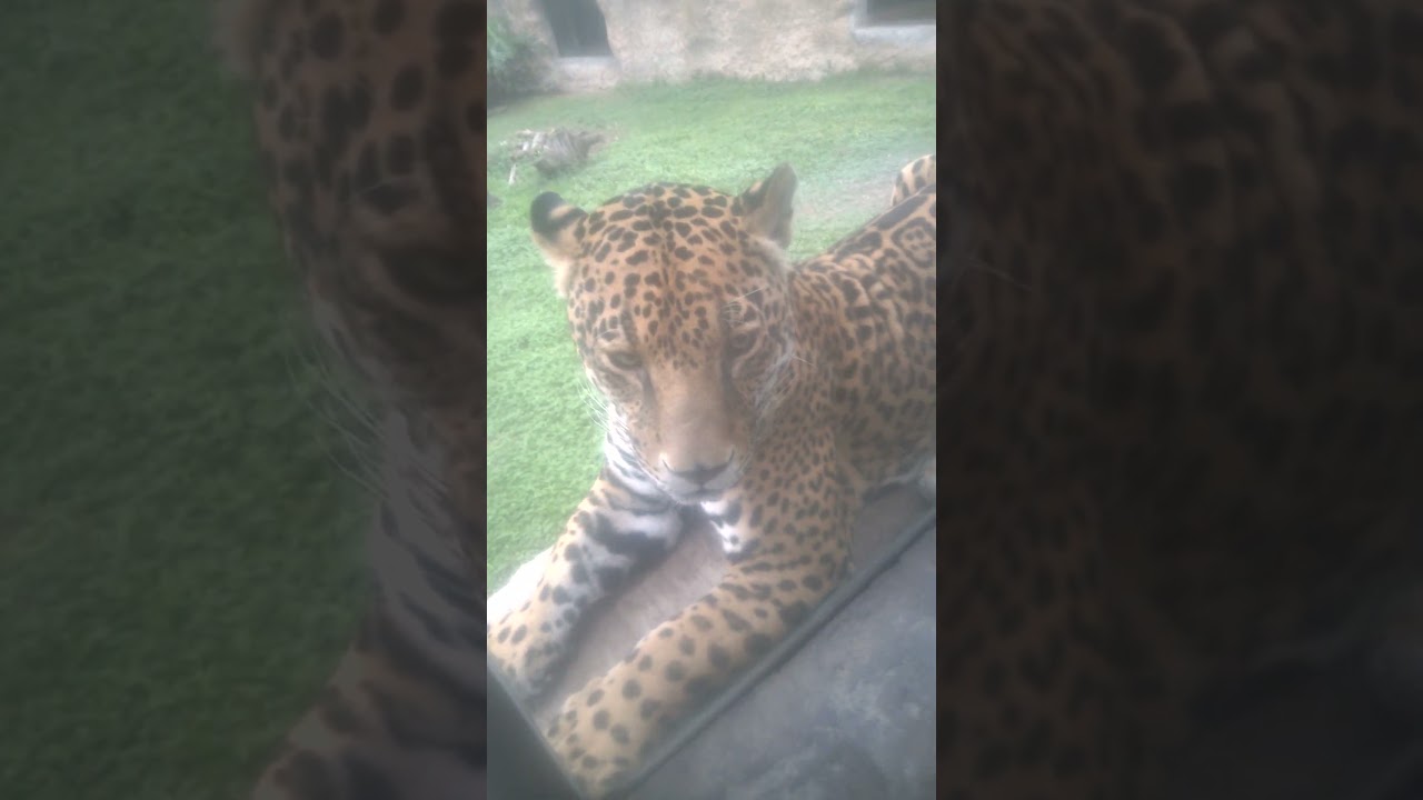 Leopardo 🐆 Zoológico GDL