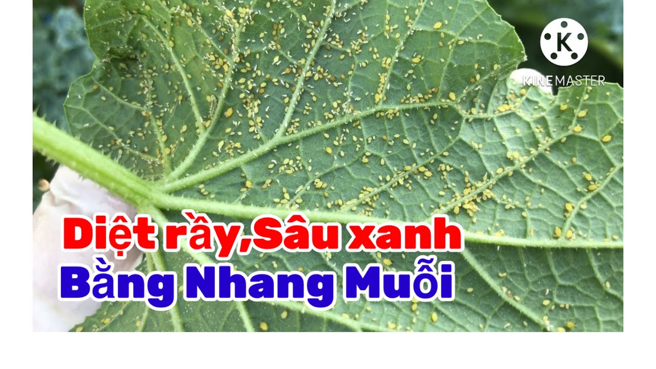 Cách Diệt Rầy,Rệp,Sâu Ăn Lá ,Nhện Đỏ,Bọ Trĩ (Bằng Nhang Muỗi )